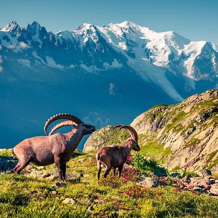 Les Cimes De Lognan 60 * Chamonix